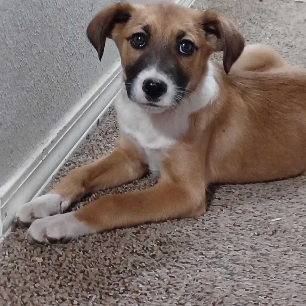 Enlarge Jewel, a Adoptable Mixed Breed in Tulsa, OK image 2/5