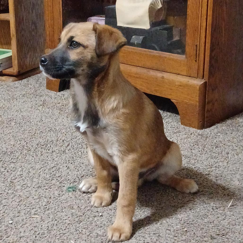 Enlarge Jewel, a Adoptable Mixed Breed in Tulsa, OK image 3/5