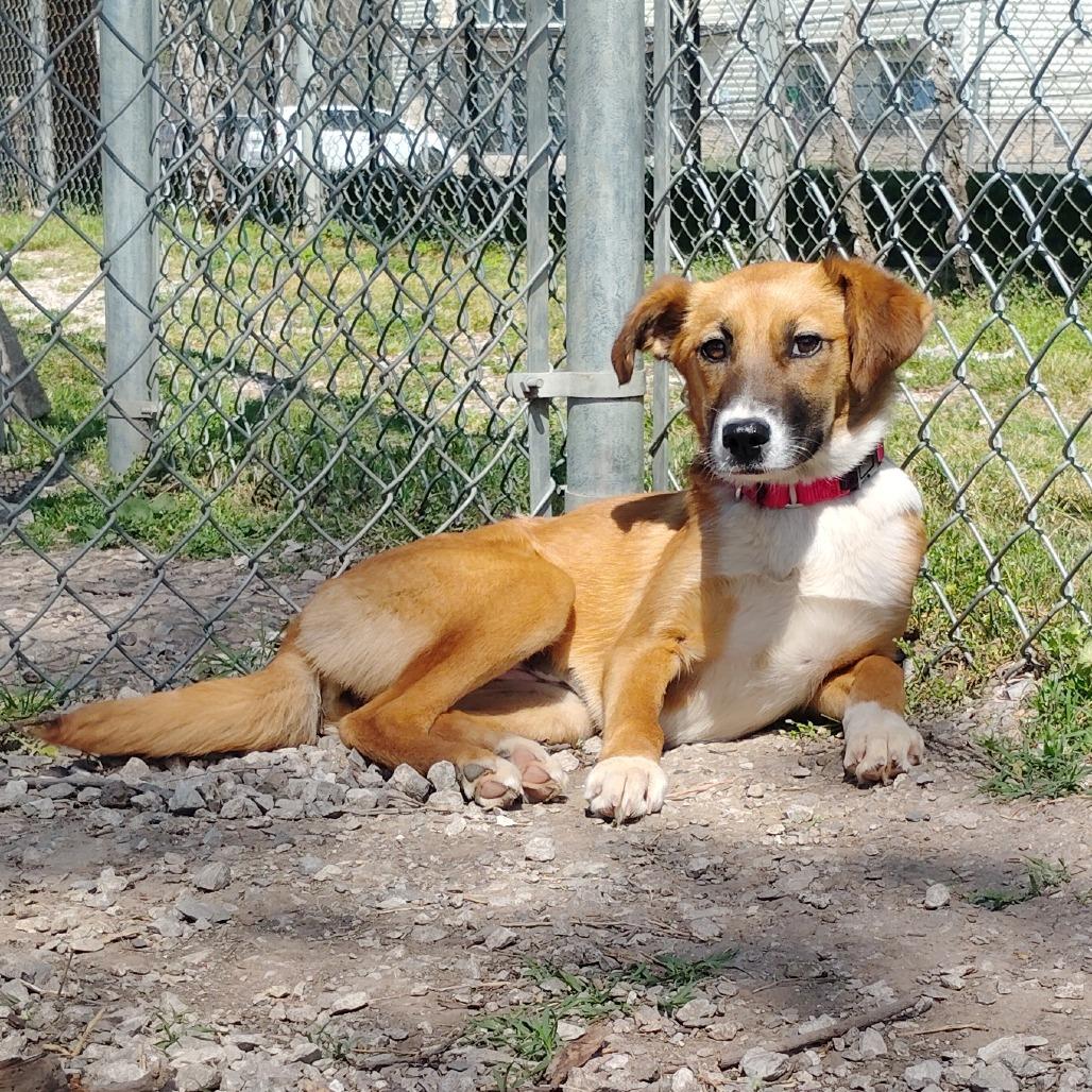 Enlarge Jewel, a Adoptable Mixed Breed in Tulsa, OK image 4/5