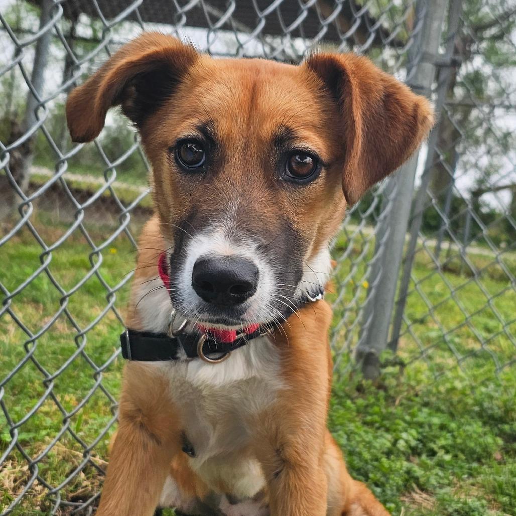 Enlarge Jewel, a Adoptable Mixed Breed in Tulsa, OK image 6/6