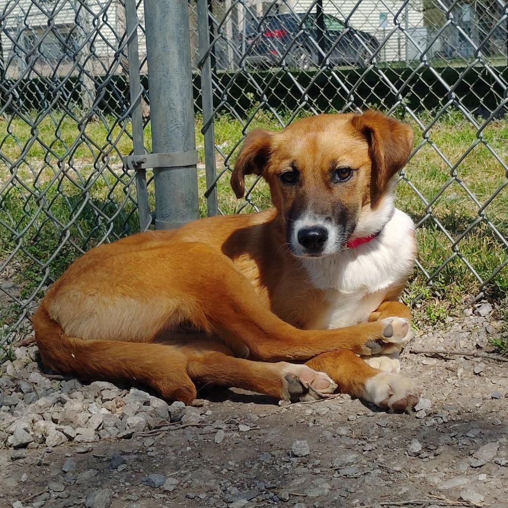 Enlarge Jewel, a Adoptable Mixed Breed in Tulsa, OK image 5/5