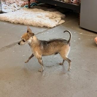 Enlarge Rocket, a ADOPTABLE mixed breed in Santa Rosa, CA image 3/6