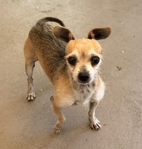 Rocket, ADOPTABLE, Senior Male Chihuahua.