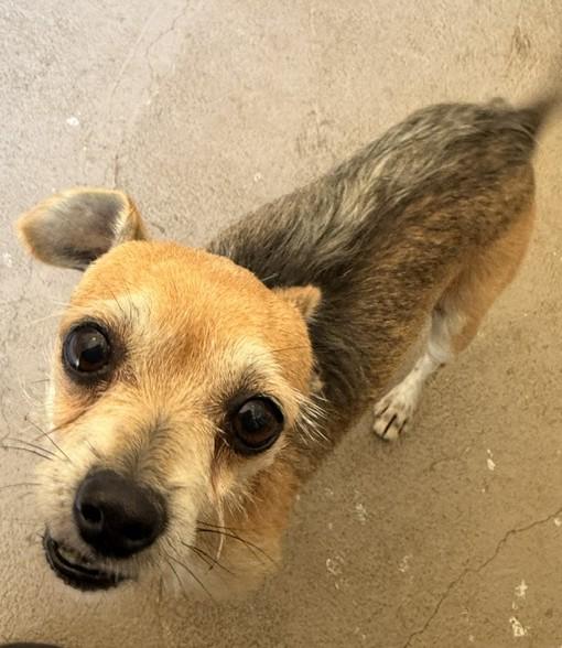 Enlarge Rocket, a ADOPTABLE mixed breed in Santa Rosa, CA image 5/6