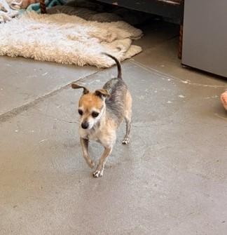 Enlarge Rocket, a ADOPTABLE mixed breed in Santa Rosa, CA image 2/6