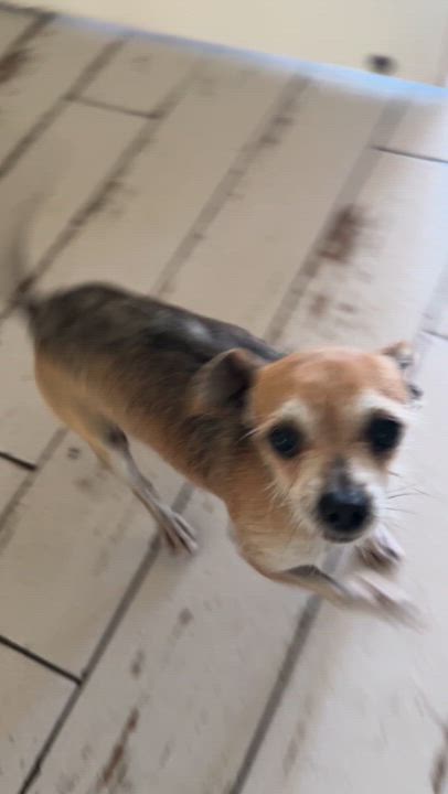 Enlarge Rocket, a ADOPTABLE mixed breed in Santa Rosa, CA video 6/6