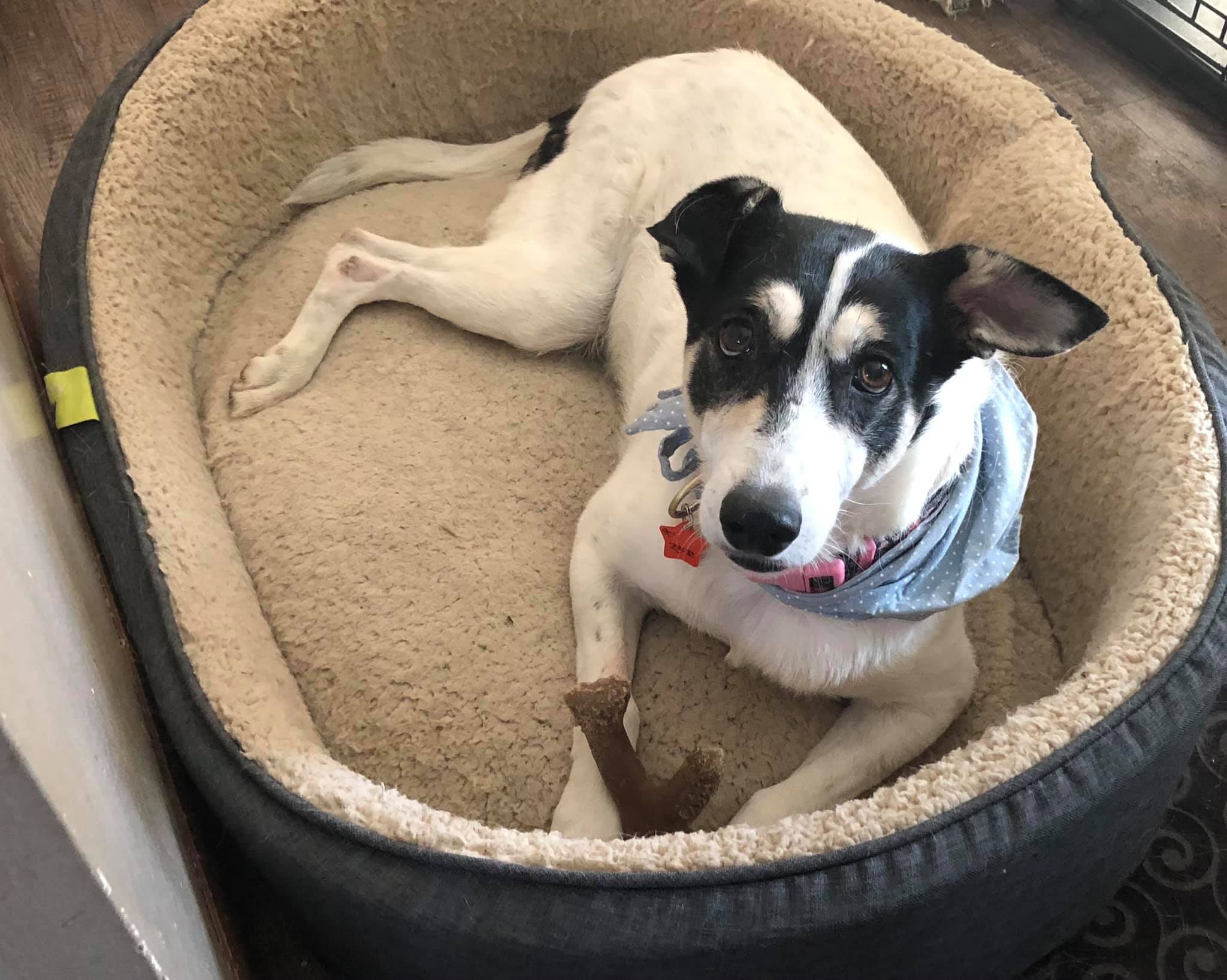 Yzma, a Adoptable Mixed Breed in Falls Church, VA image 3/11