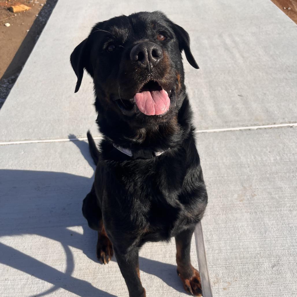 Lola, Adoptable, Adult Female Rottweiler.