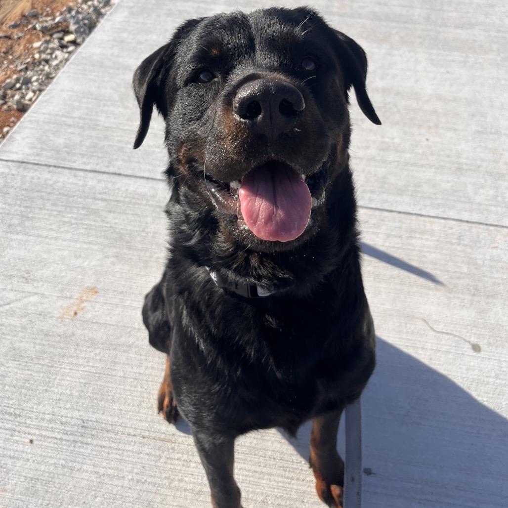 Lola, a Adoptable Rottweiler in Bentonville, AR image 2/6