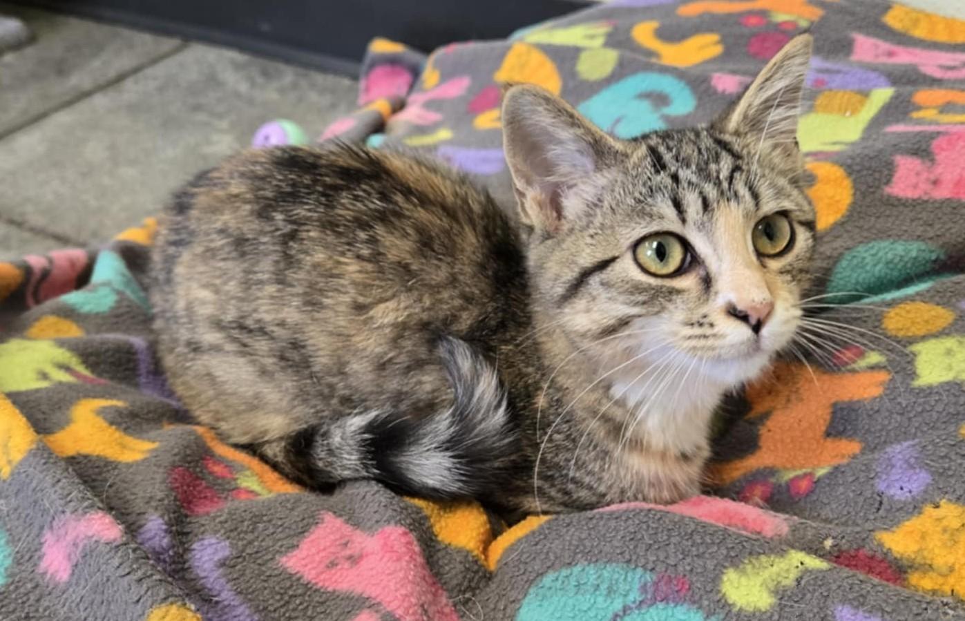 Lacy, an adoptable Domestic Short Hair in Larned, KS, 67550 | Photo Image 2