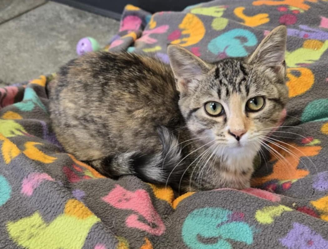Lacy, an adoptable Domestic Short Hair in Larned, KS, 67550 | Photo Image 1