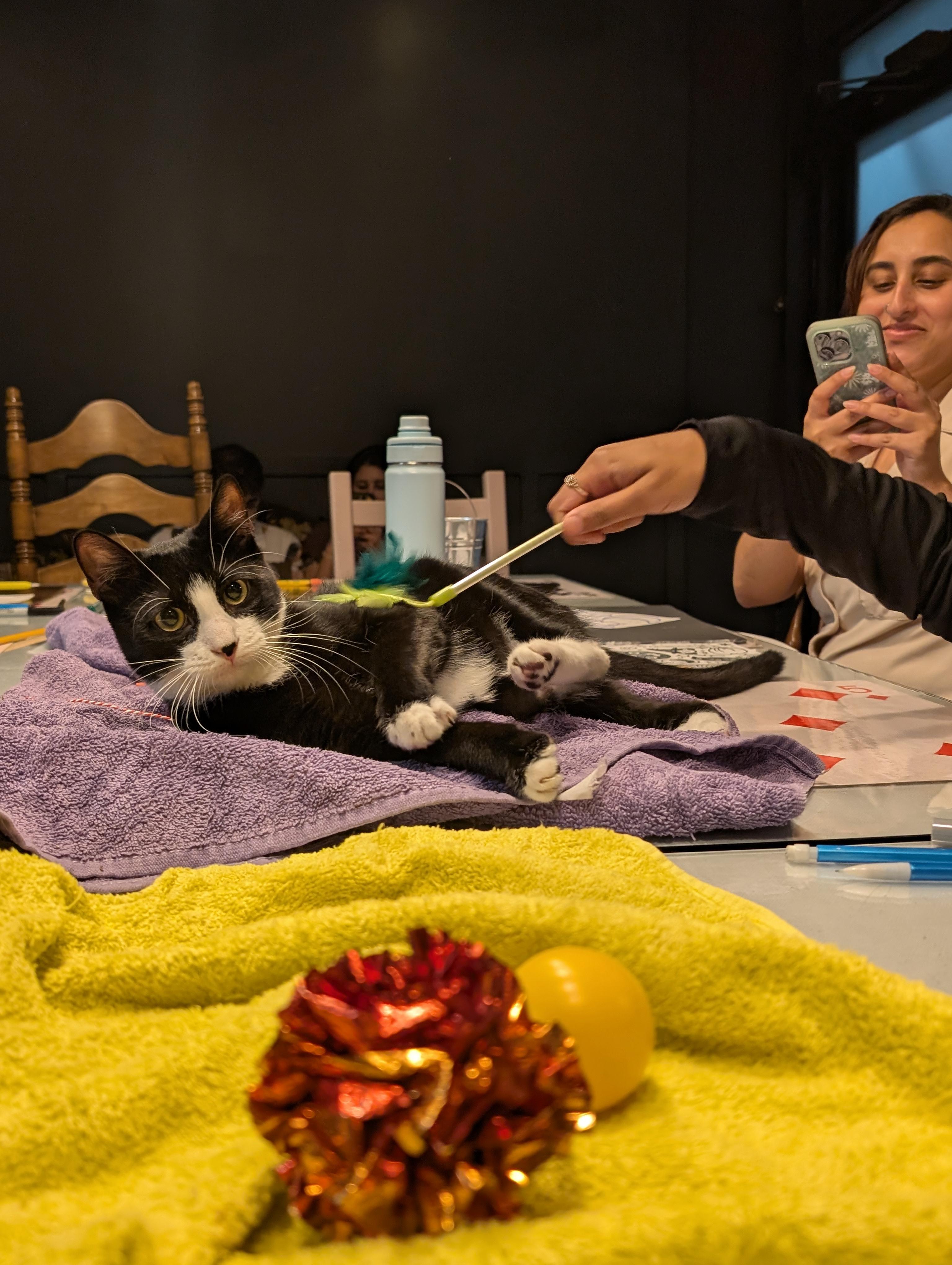 Comet, Adopted, Young Male Domestic Short Hair & Tuxedo.