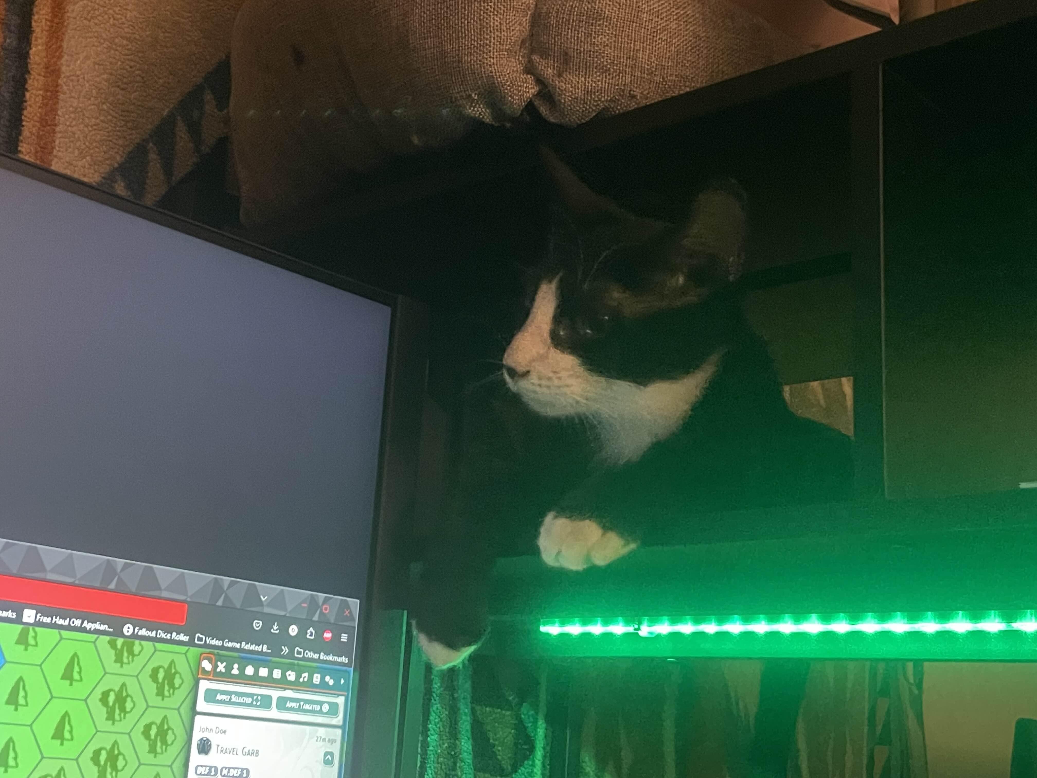 Comet, a Adopted mixed breed in Pearland, TX image 3/5