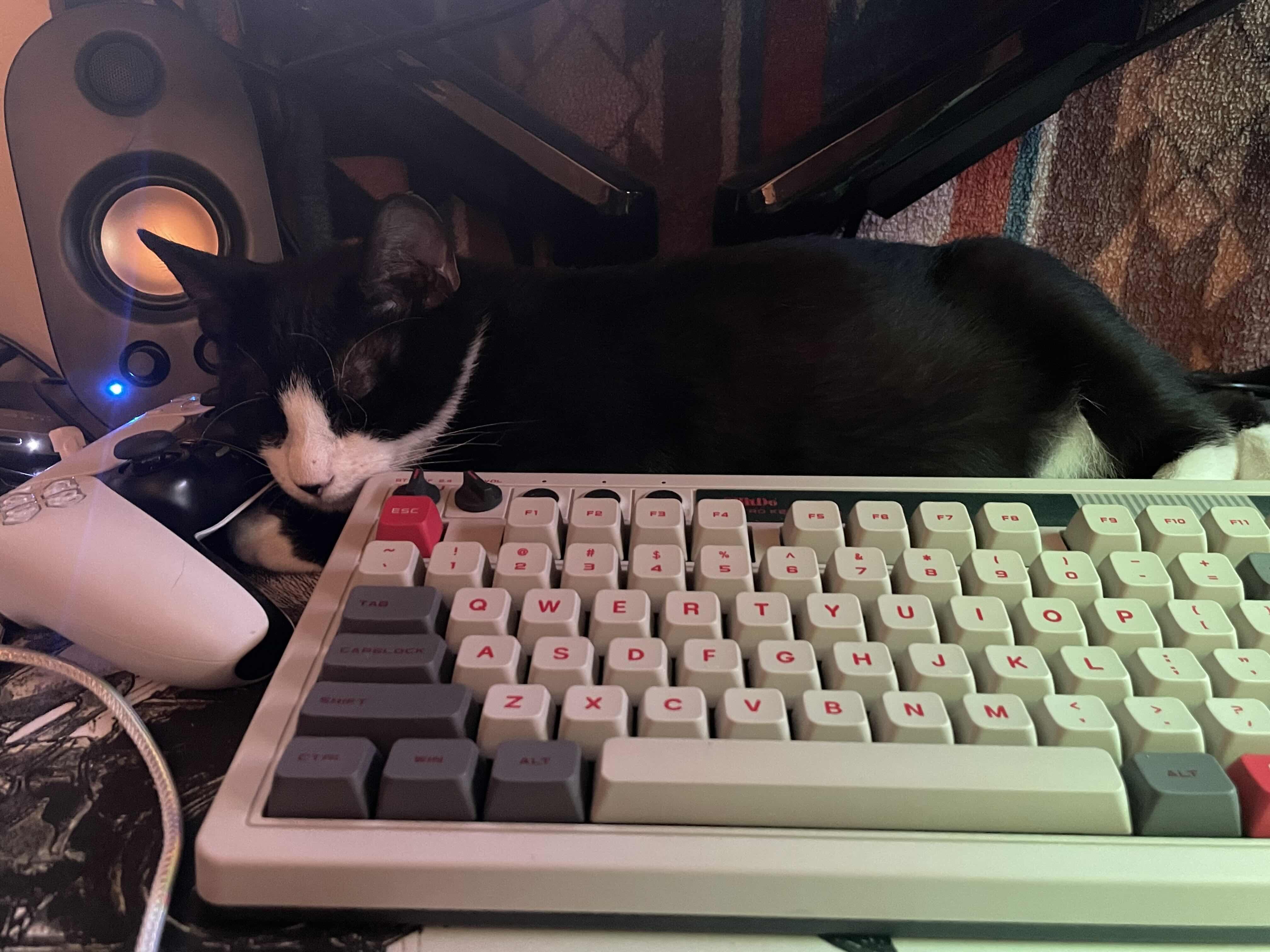 Comet, a Adopted mixed breed in Pearland, TX image 2/5