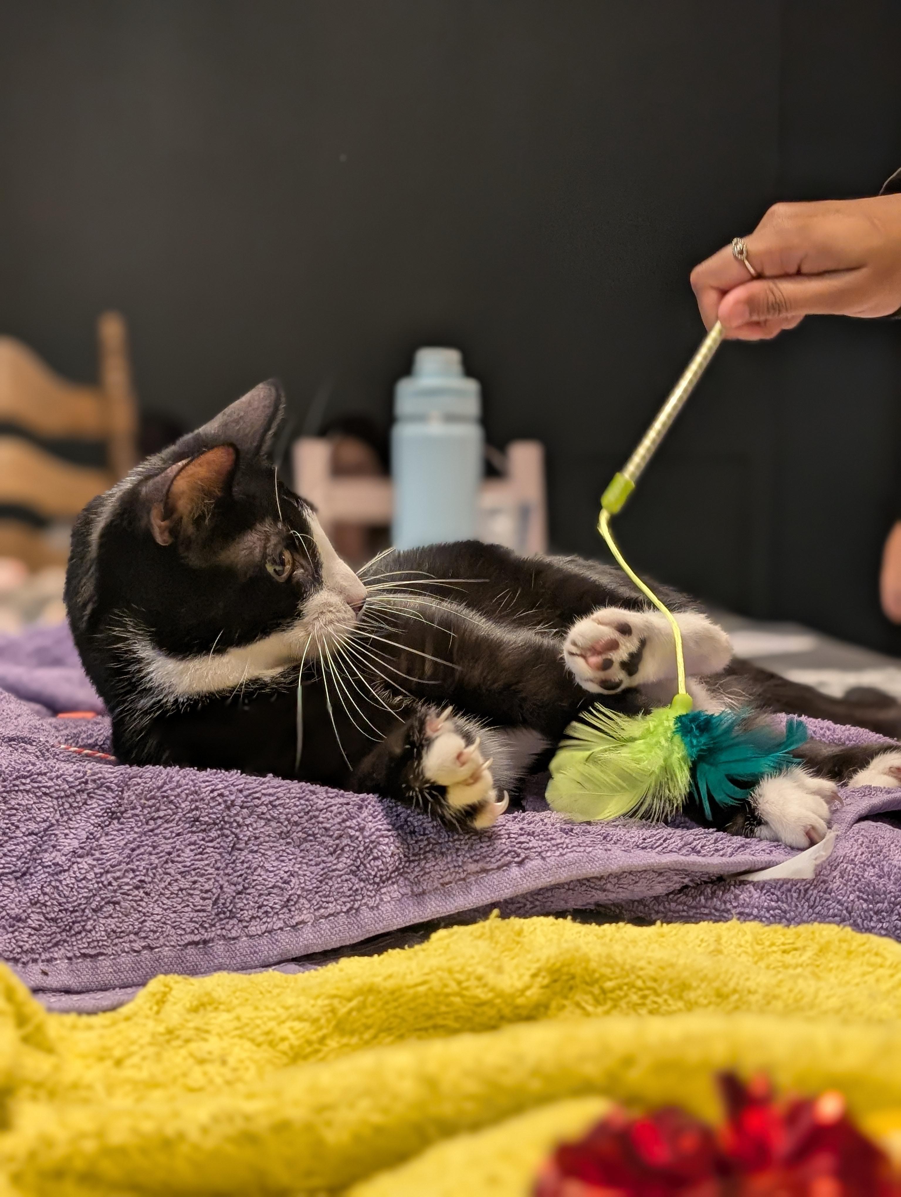 Comet, a Adopted mixed breed in Pearland, TX image 5/5