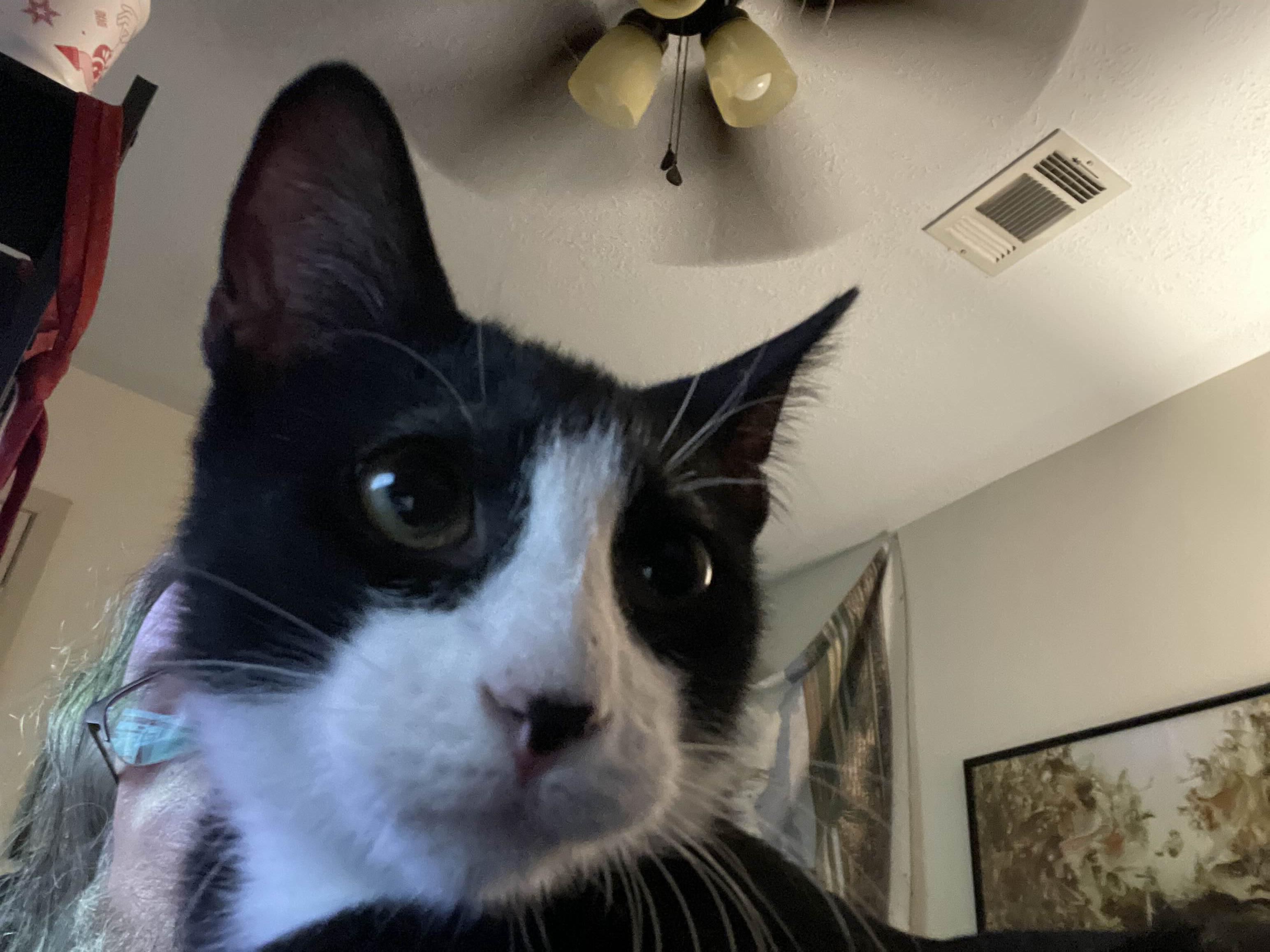 Comet, a Adopted mixed breed in Pearland, TX image 4/5