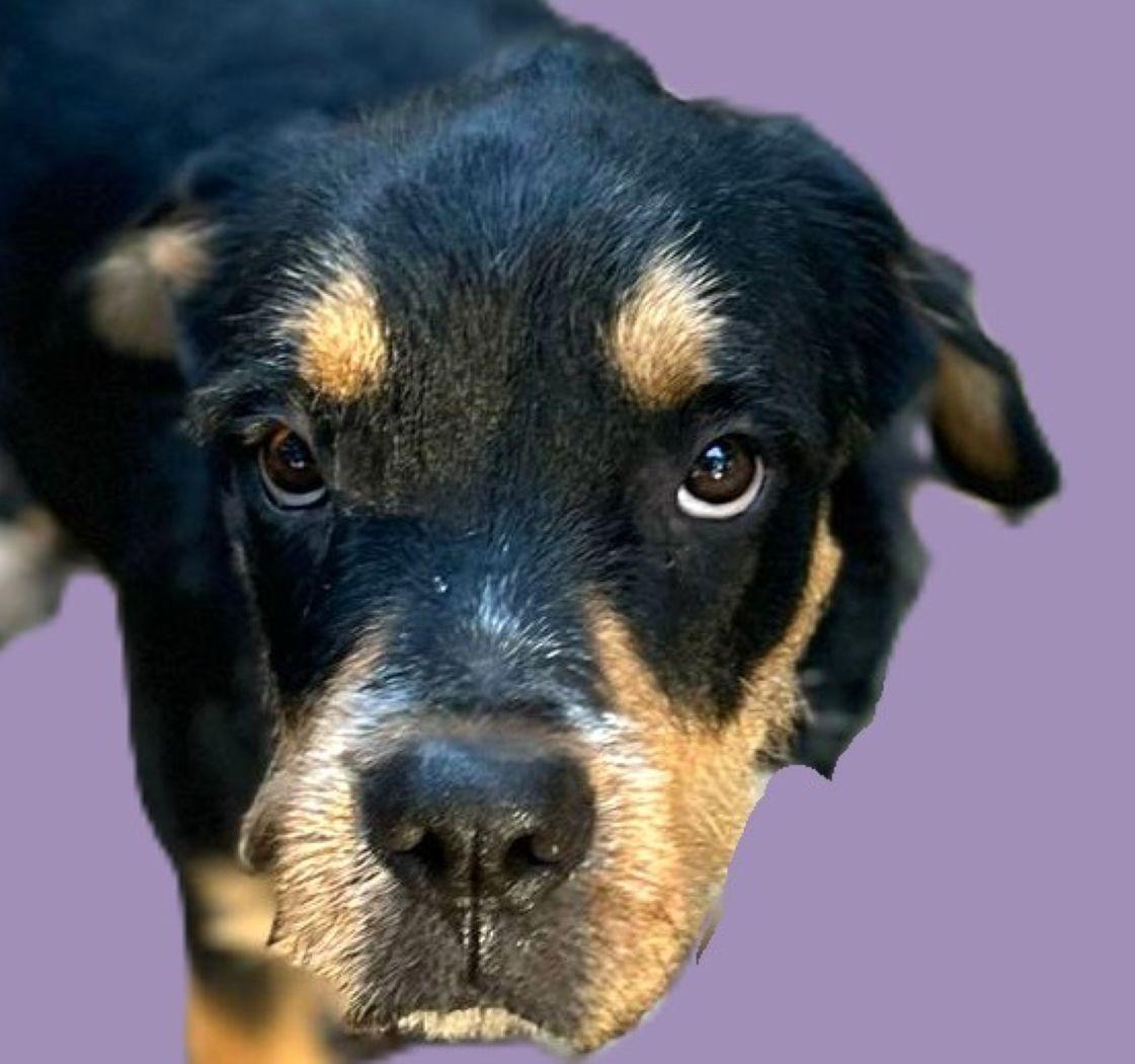 Ogeechee, a Adoptable mixed breed in Savannah, GA image 1/6