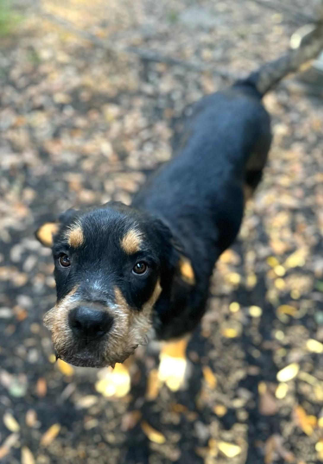 Enlarge Ogeechee, a Adoptable mixed breed in Savannah, GA image 1/6