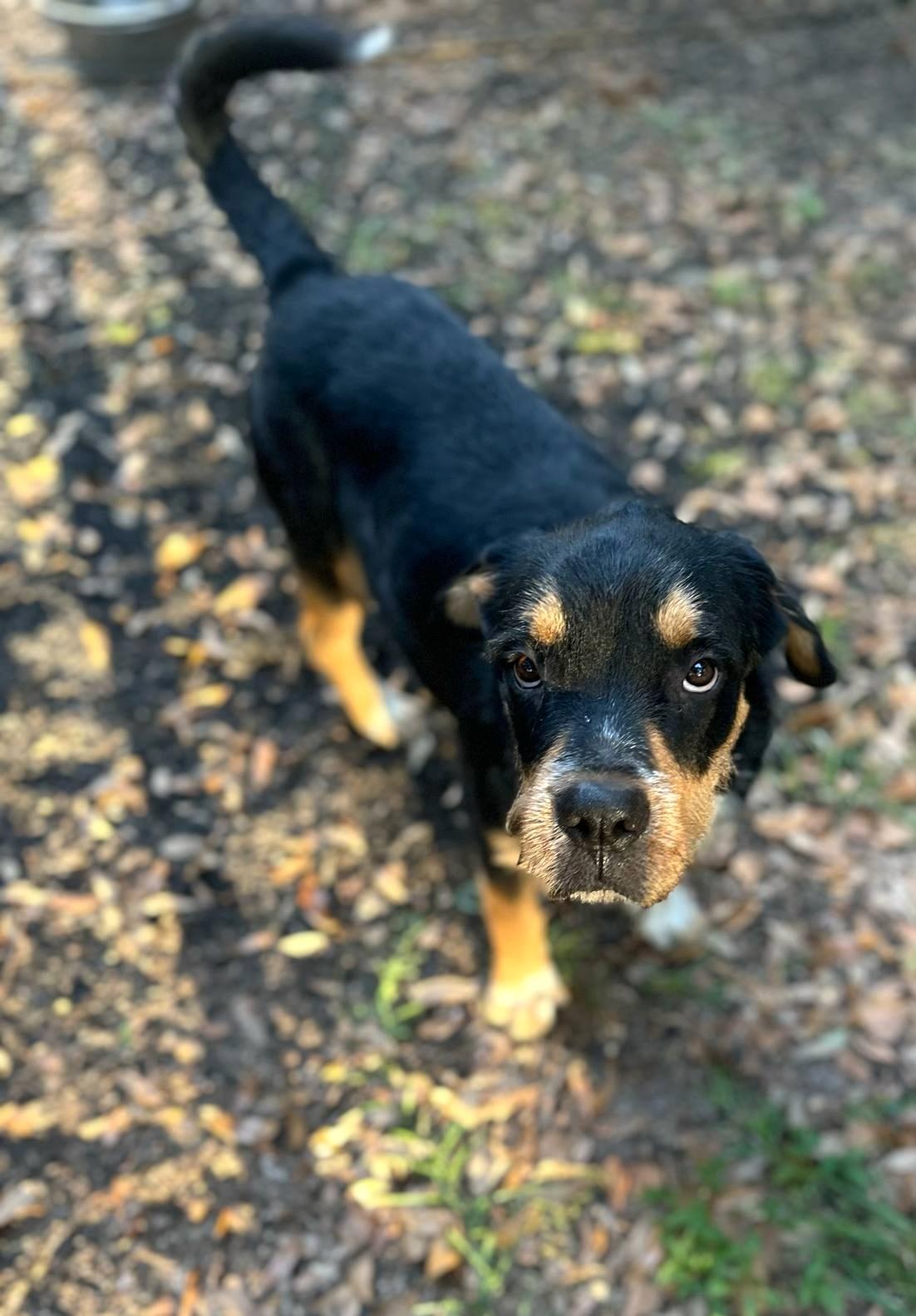 Enlarge Ogeechee, a Adoptable mixed breed in Savannah, GA image 2/6