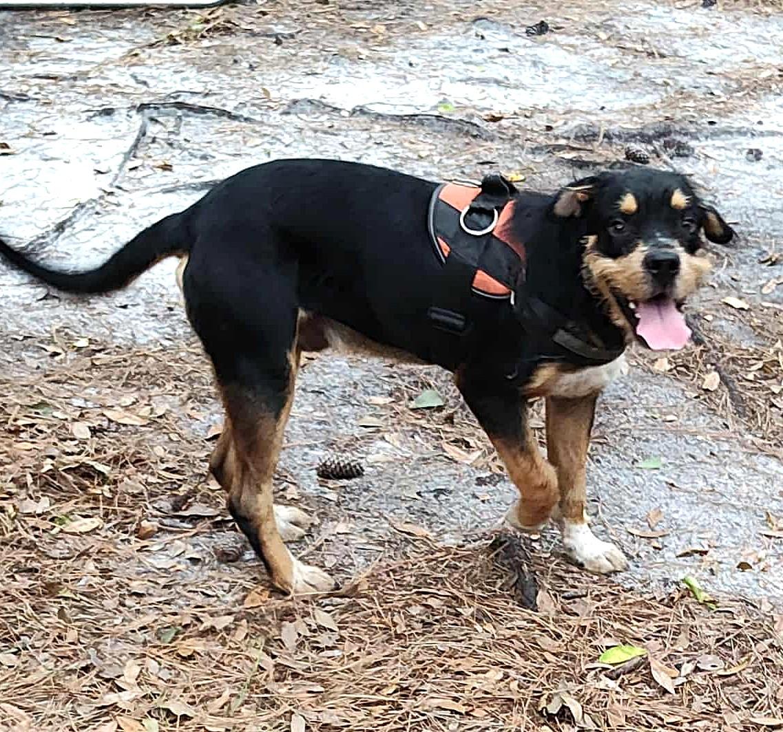 Enlarge Ogeechee, a Adoptable mixed breed in Savannah, GA image 3/6