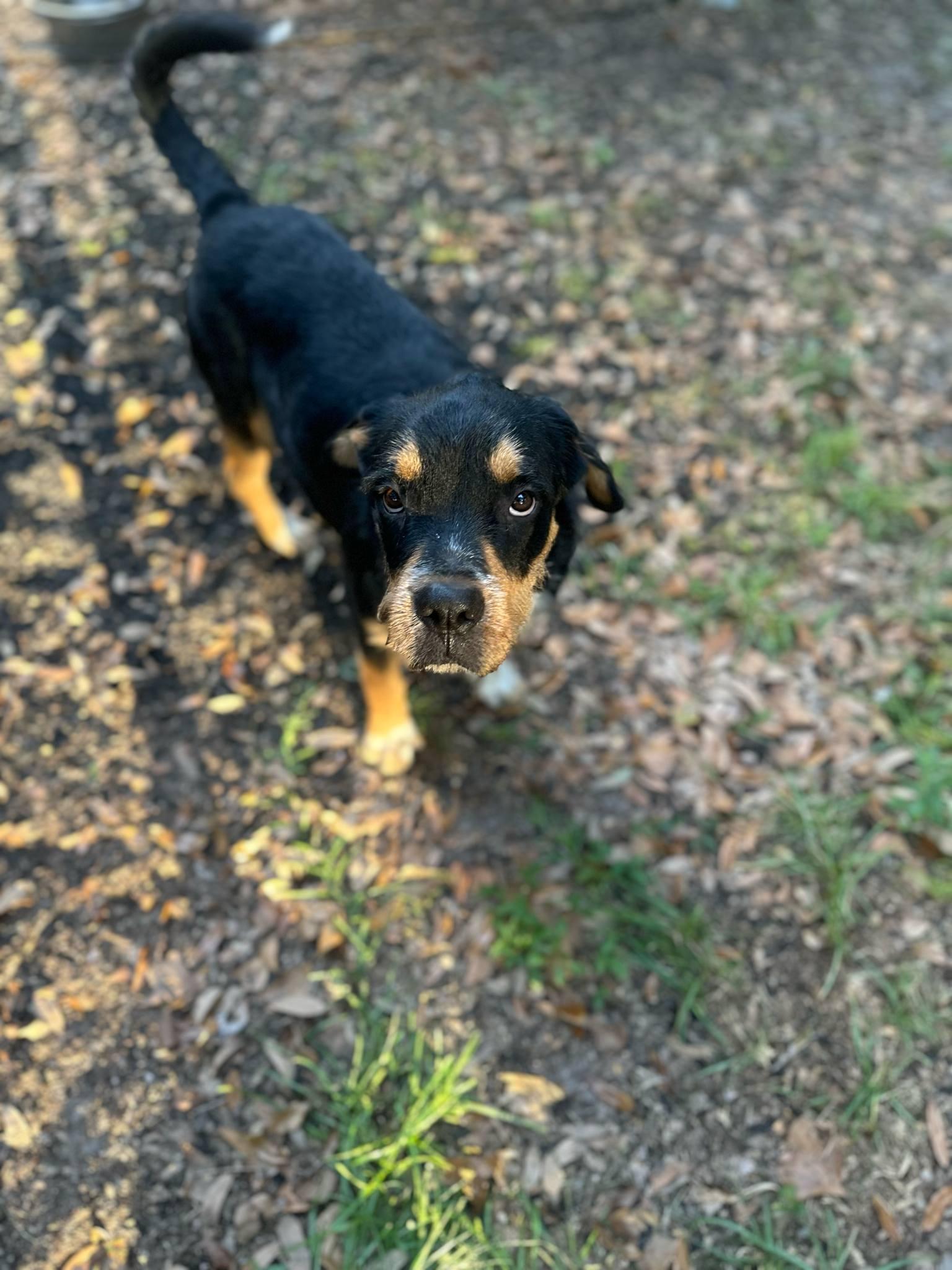 Enlarge Ogeechee, a Adoptable mixed breed in Savannah, GA image 5/6