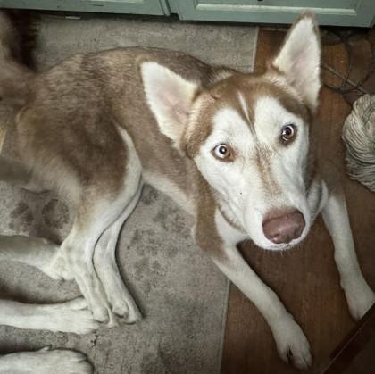 Luna, Adoptable, Adult Female Siberian Husky.