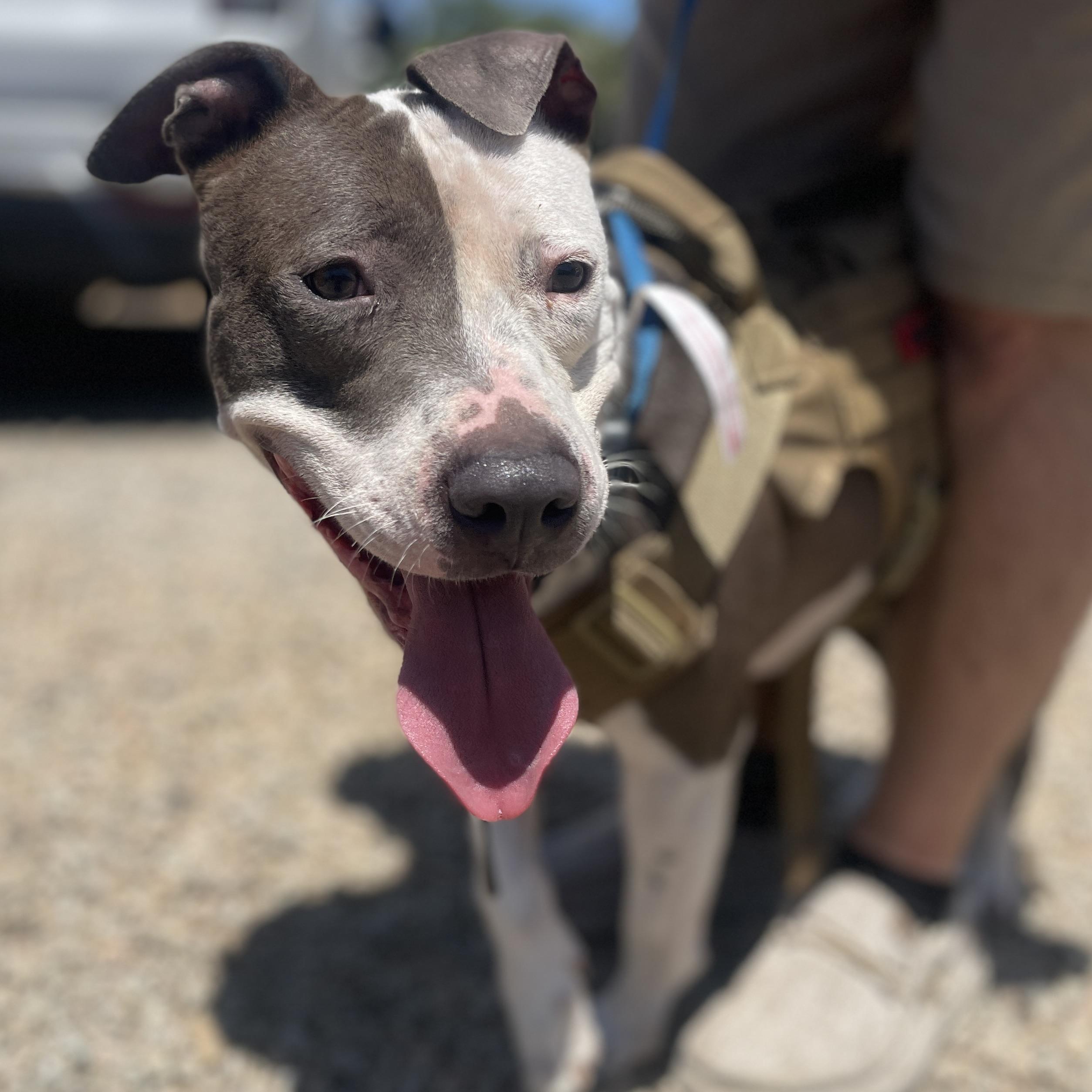 Hollie, a Adoptable mixed breed in Howell, NJ image 3/6