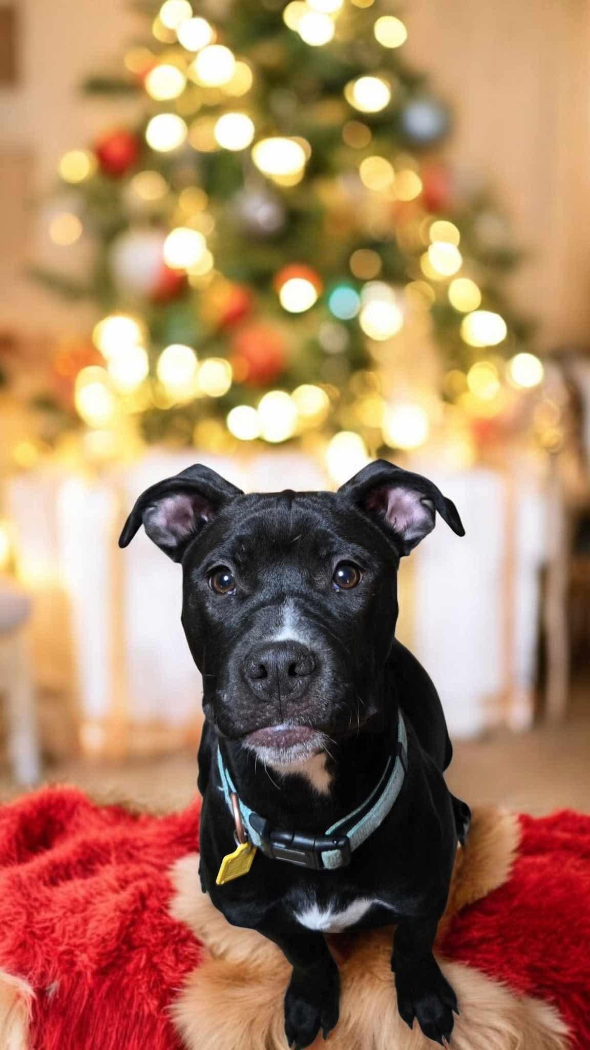 Mocha! Very Sweet Happy thumbnail 2