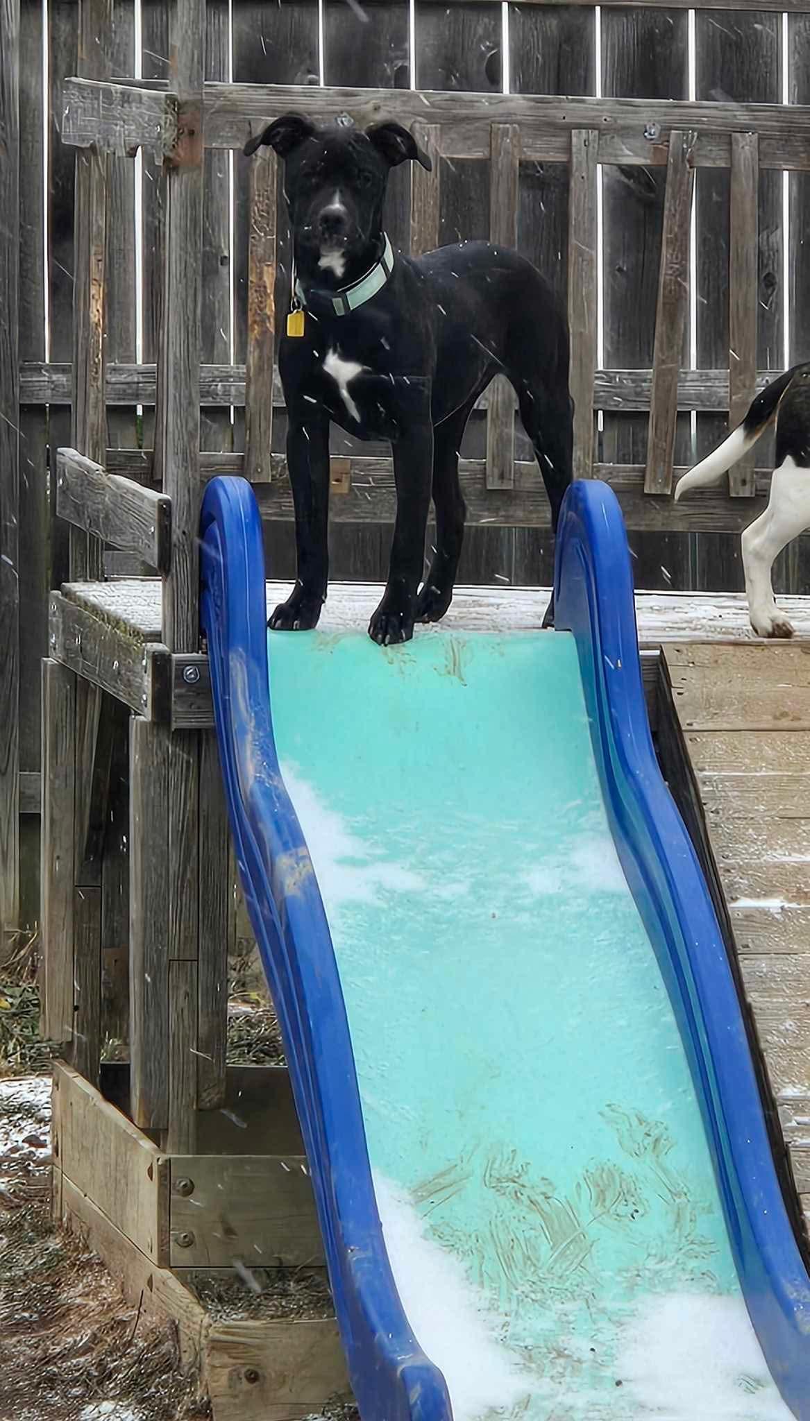 Mocha! Very Sweet Happy thumbnail 3