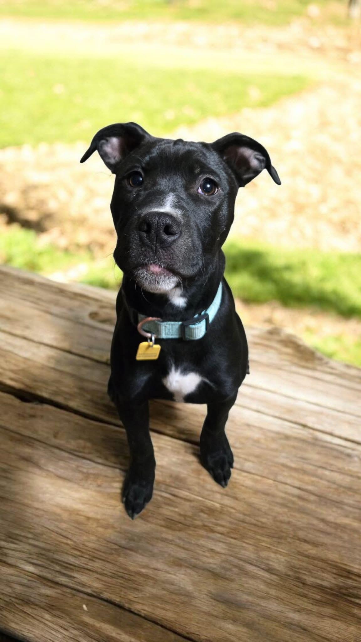 Mocha! Very Sweet Happy thumbnail 4