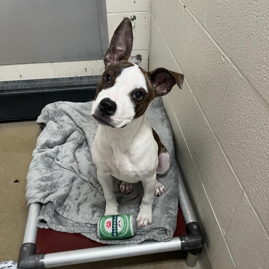 Stolo, ADOPTABLE, Young Female Pit Bull Terrier.