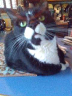 Enlarge Ralphie - sponsored!, a Adoptable mixed breed in Monterey, VA image 2/6