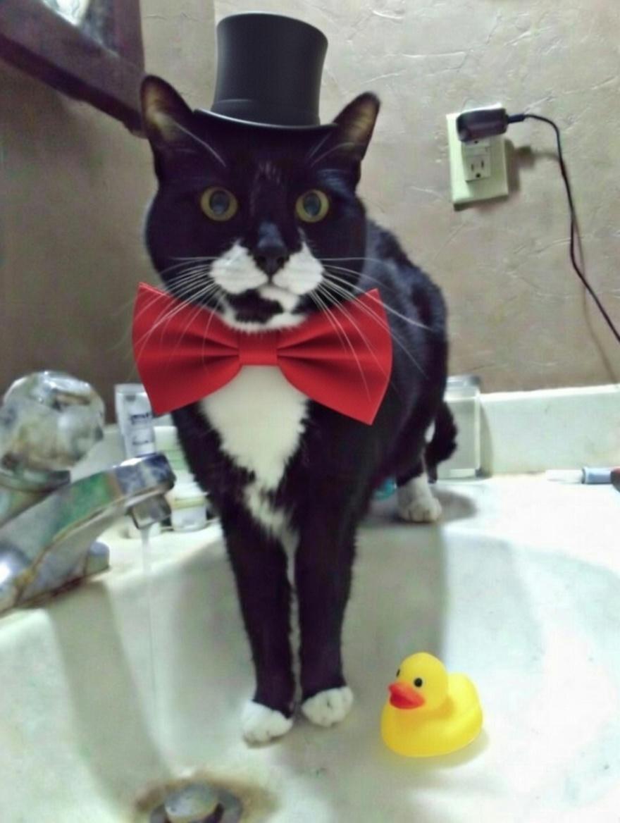 Ralphie - sponsored!, Adoptable, Adult Male Tuxedo.