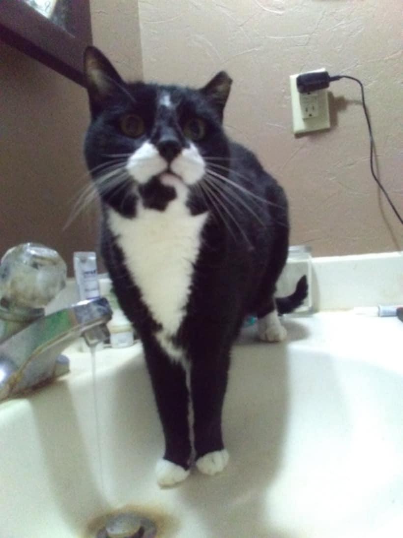 Ralphie - sponsored!, Adoptable, Adult Male Tuxedo.