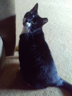 Ralphie  Sponsored! thumbnail 3