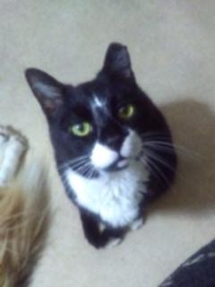 Enlarge Ralphie - sponsored!, a Adoptable mixed breed in Monterey, VA image 3/6