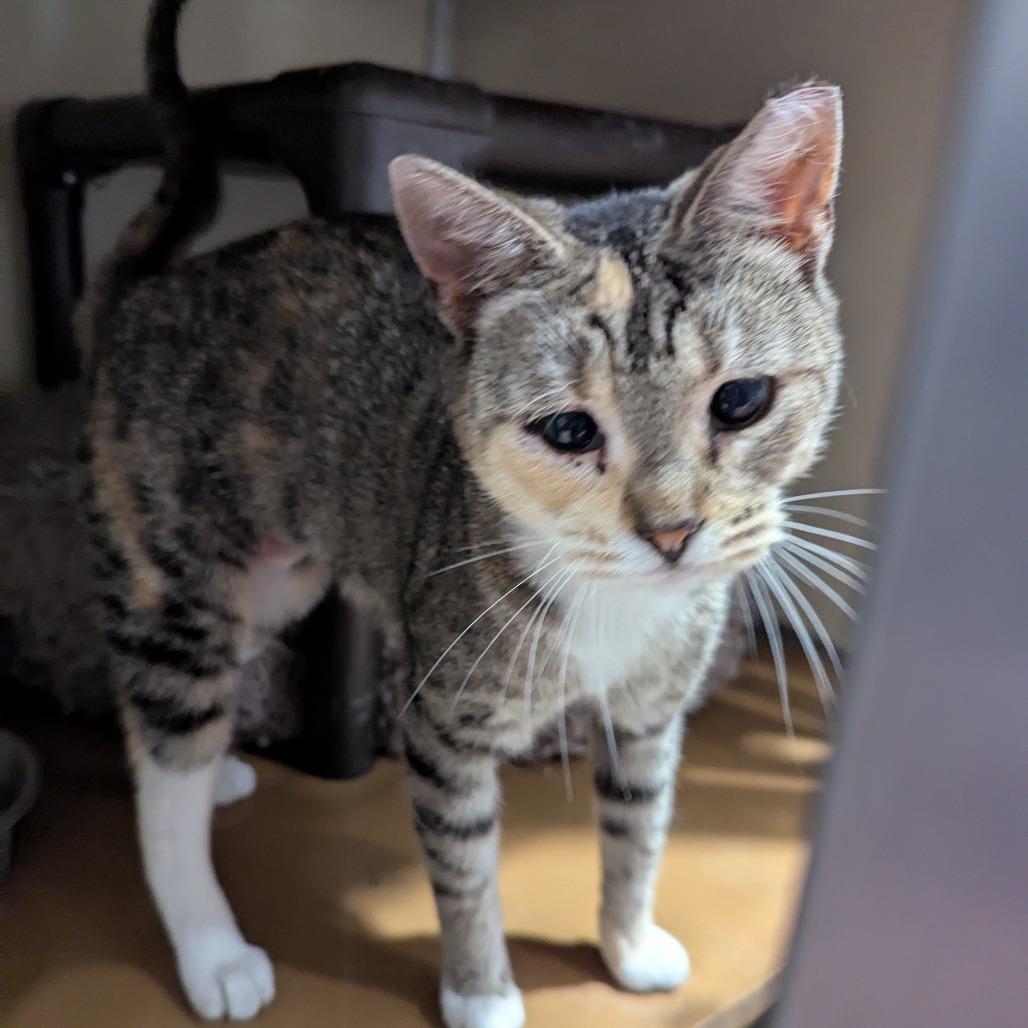 Violet, Adoptable, Adult Female Domestic Short Hair.