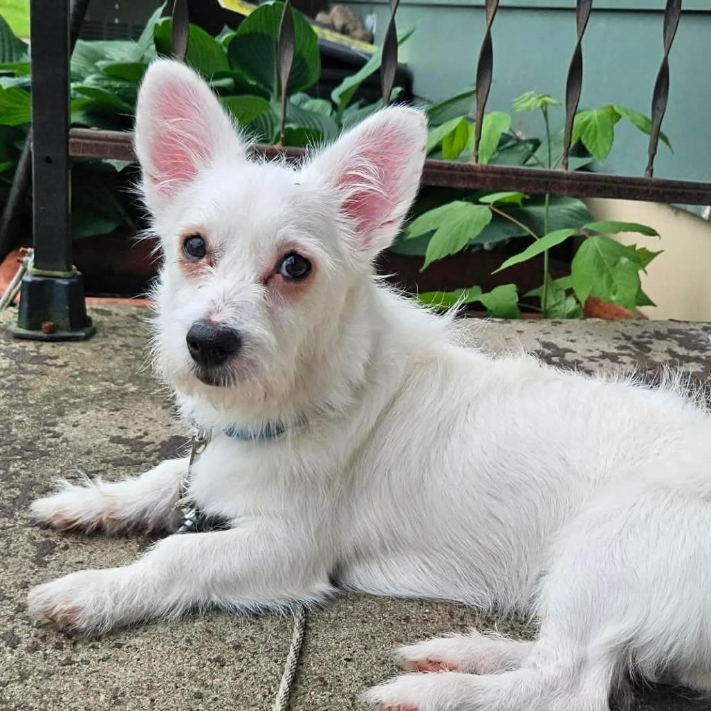 Zay, Adoptable, Young Male Terrier & Mixed Breed.
