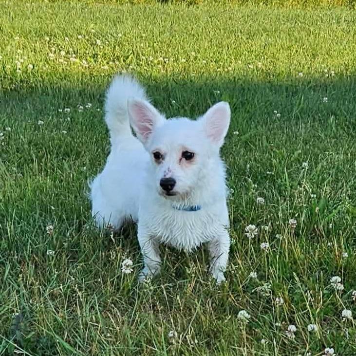 Zay, a Adoptable mixed breed in Alma, WI image 2/6