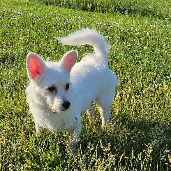 Zay, a Adoptable mixed breed in Alma, WI image 4/6