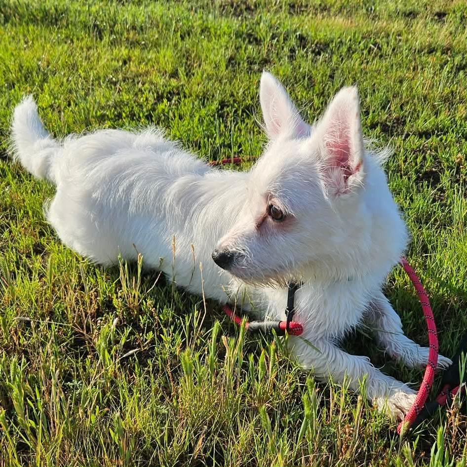 Zay, a Adoptable mixed breed in Alma, WI image 5/6