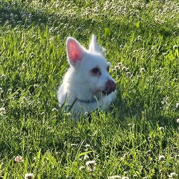 Zay, a Adoptable mixed breed in Alma, WI image 6/6