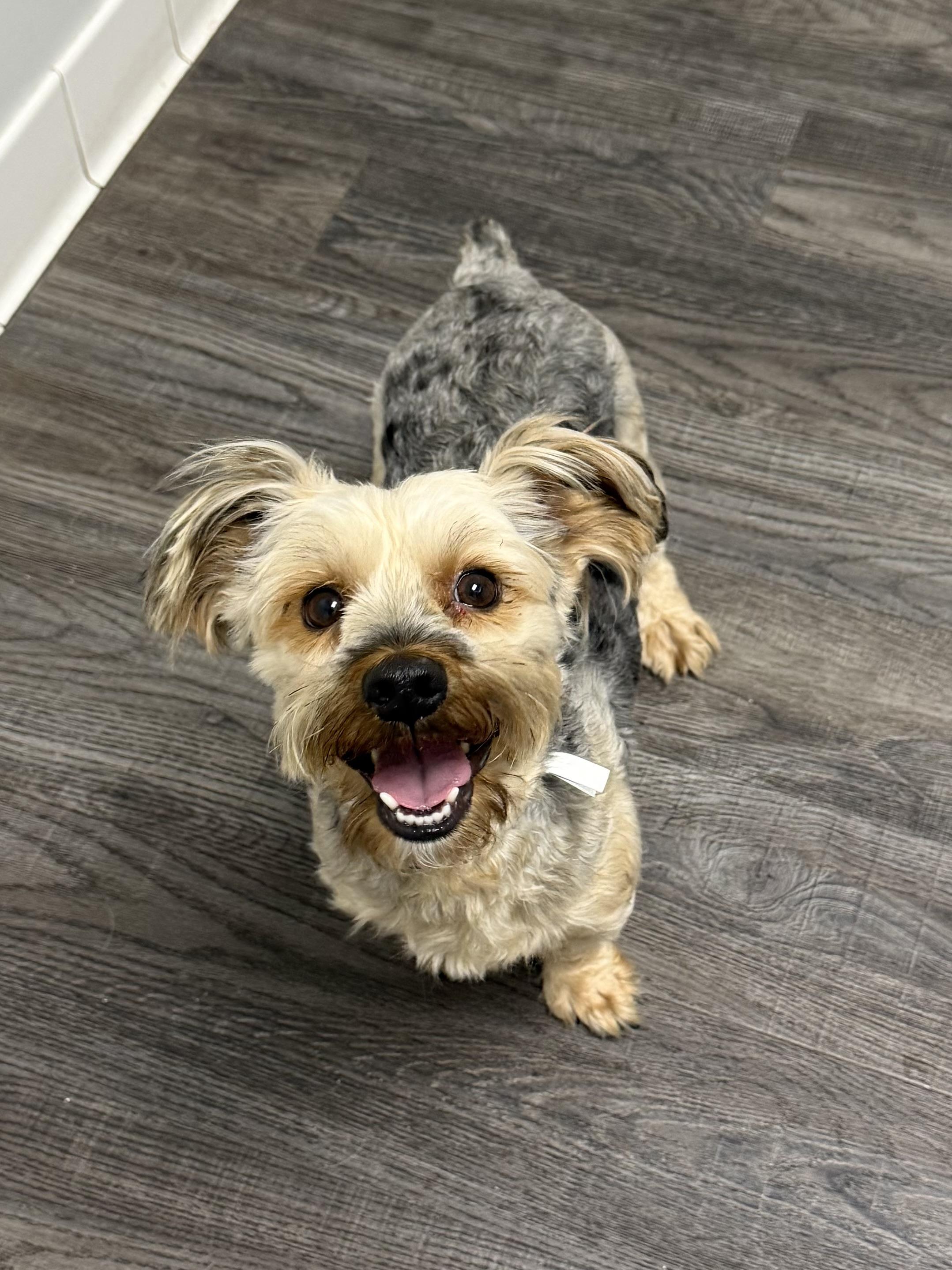 Enlarge Muppet, an adopted Yorkshire Terrier in South Amboy, NJ image 2/2