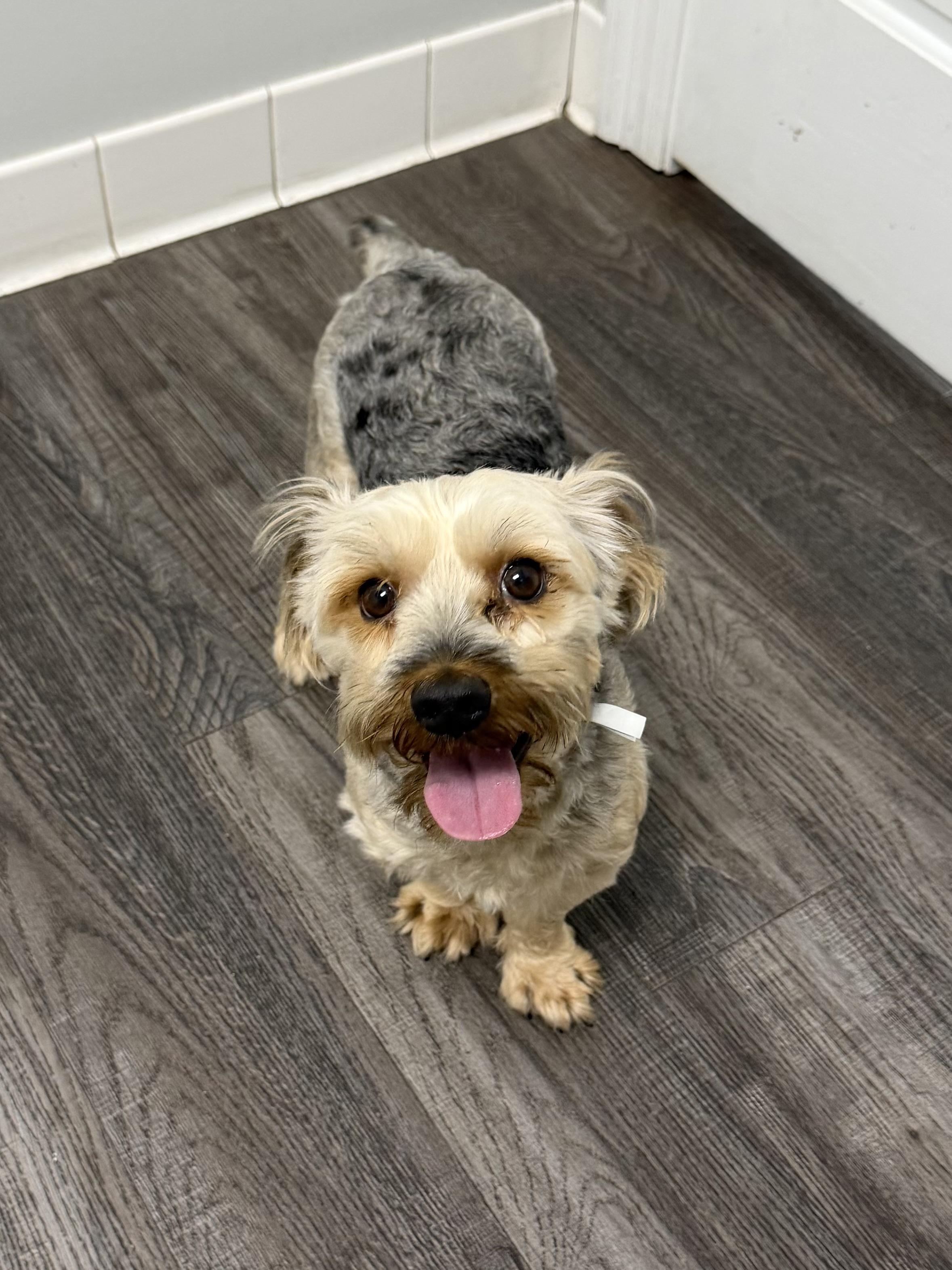 Muppet, adopted, Puppy Male Yorkshire Terrier.