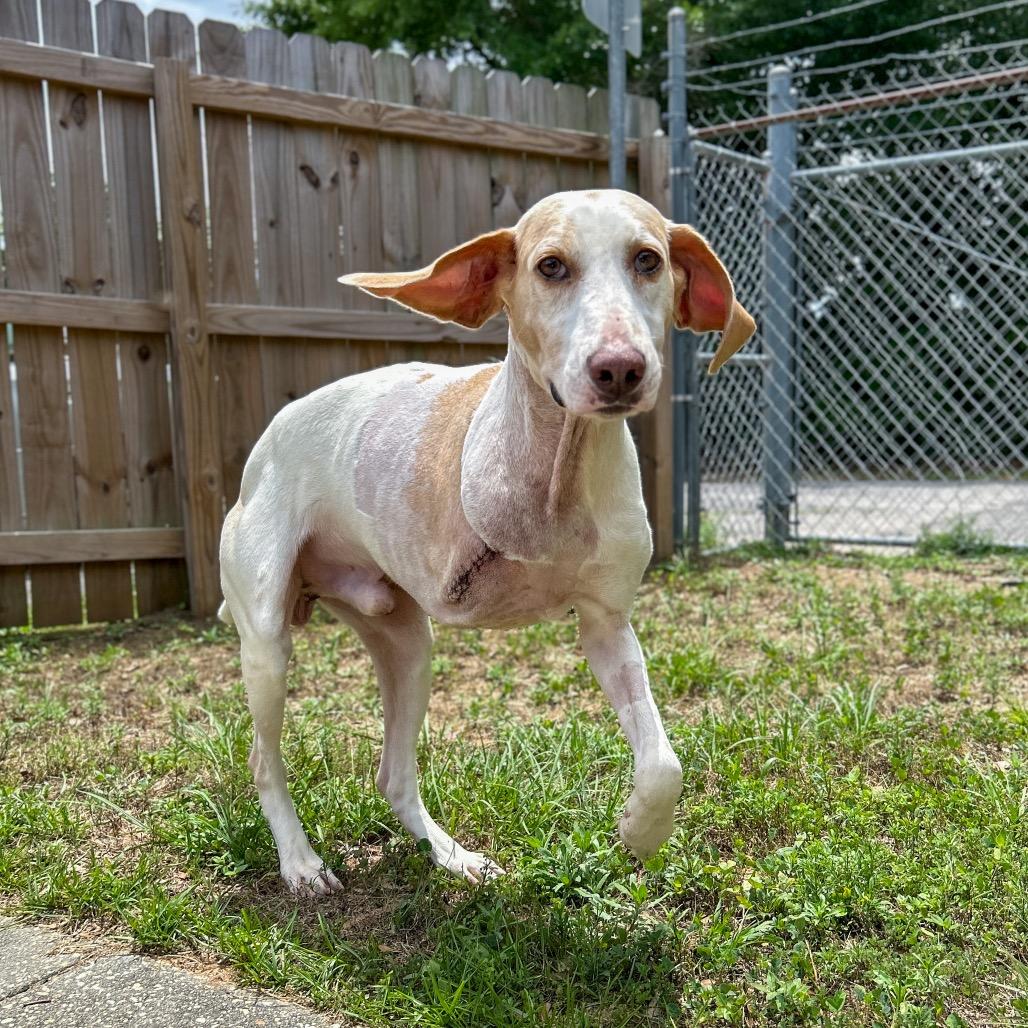 Bandit, Adoptable, Adult Male Mixed Breed.