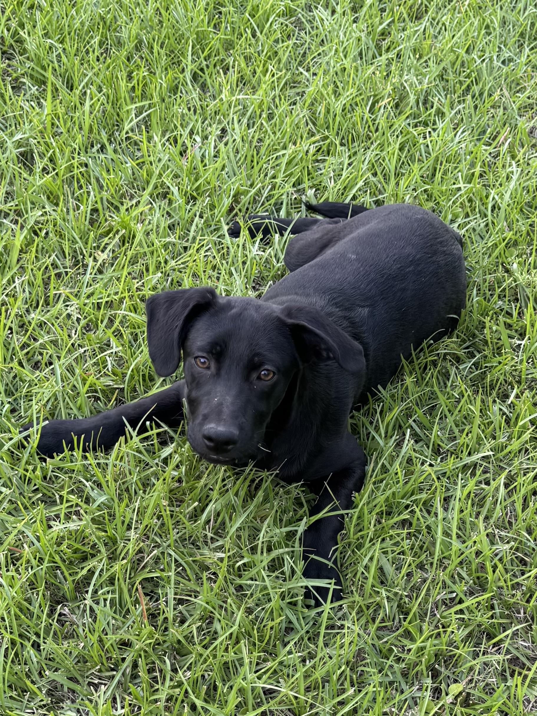 Enlarge Archie, an adopted mixed breed in Warwick, RI image 2/5