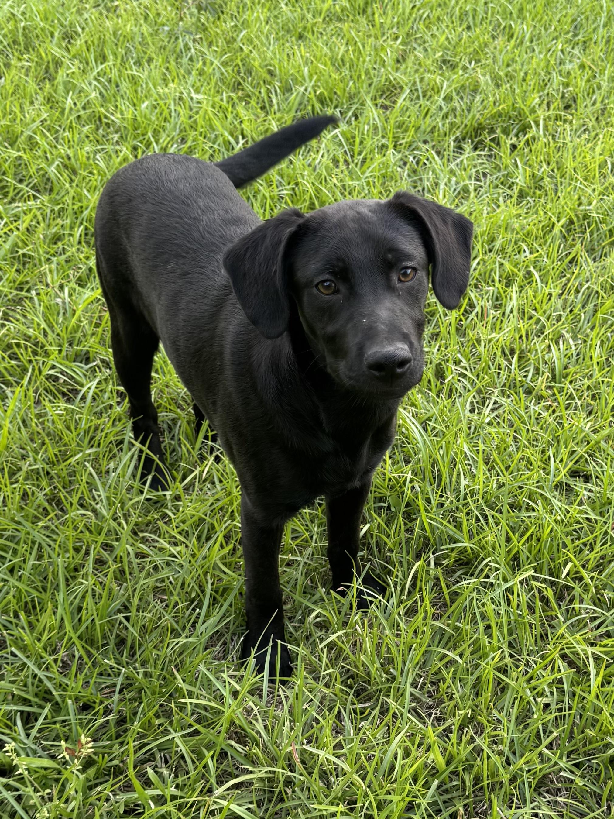 Archie, adopted, Puppy Male Black Labrador Retriever.