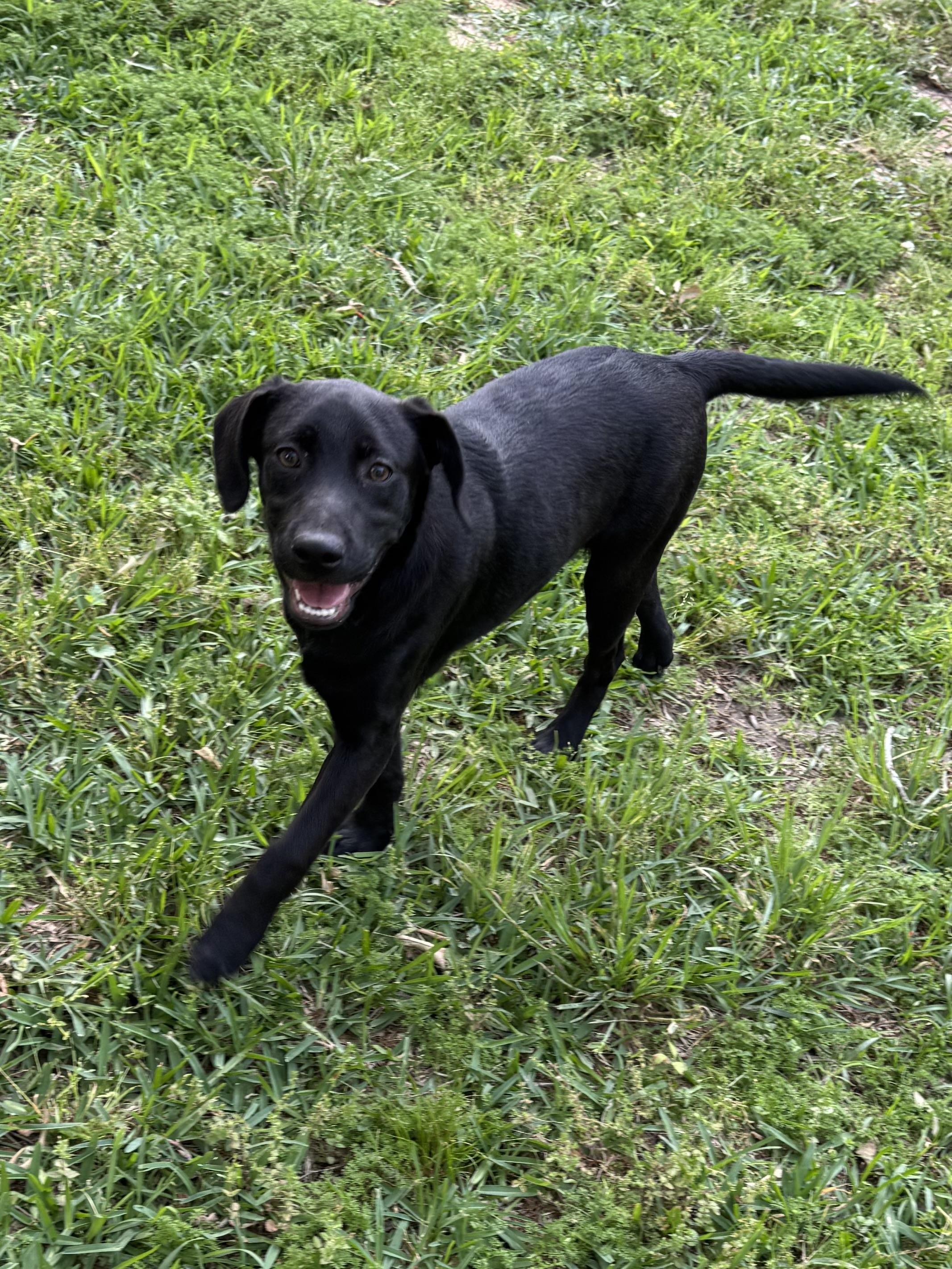 Enlarge Archie, an adopted mixed breed in Warwick, RI image 3/5