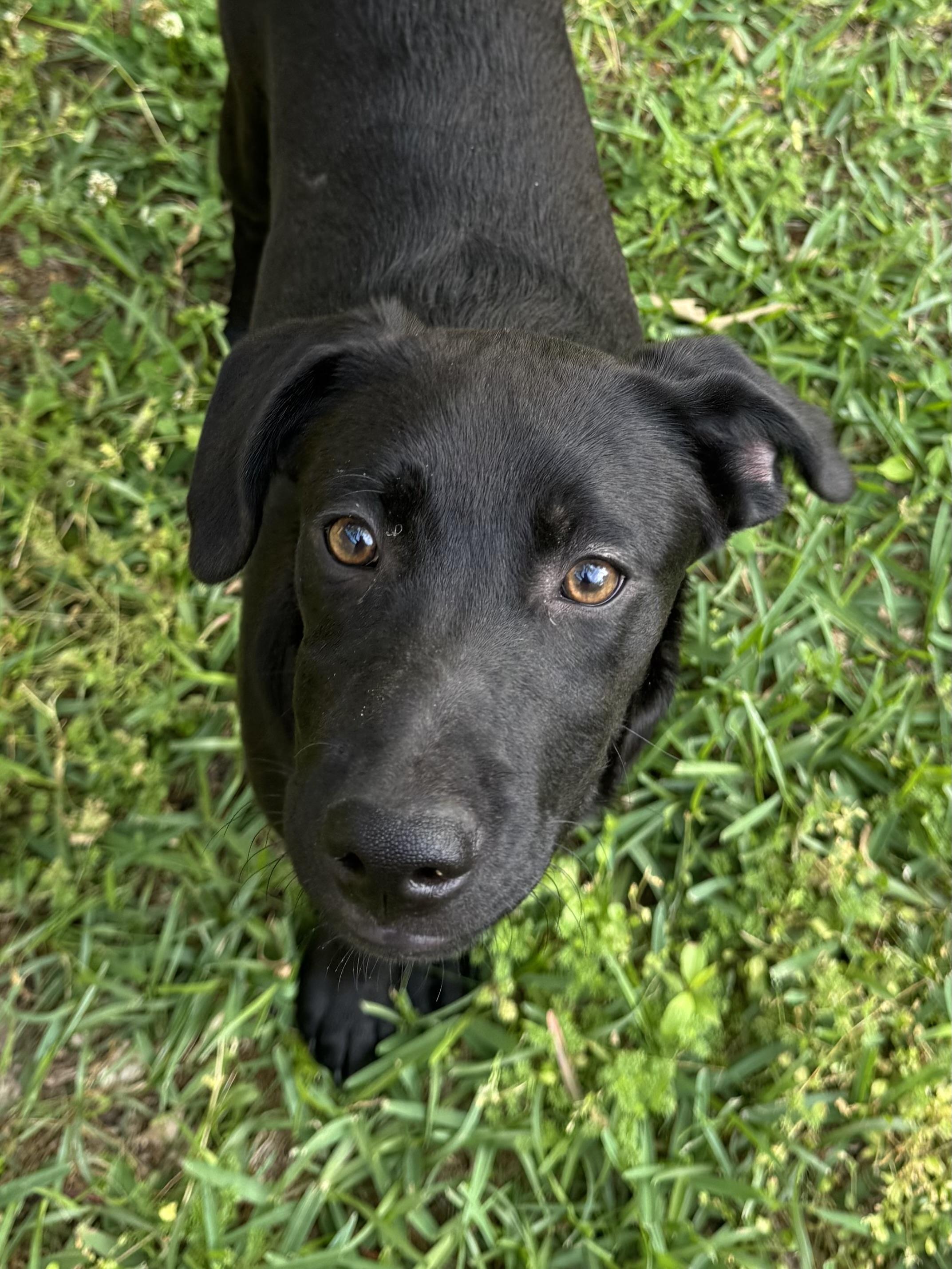 Enlarge Archie, an adopted mixed breed in Warwick, RI image 4/5