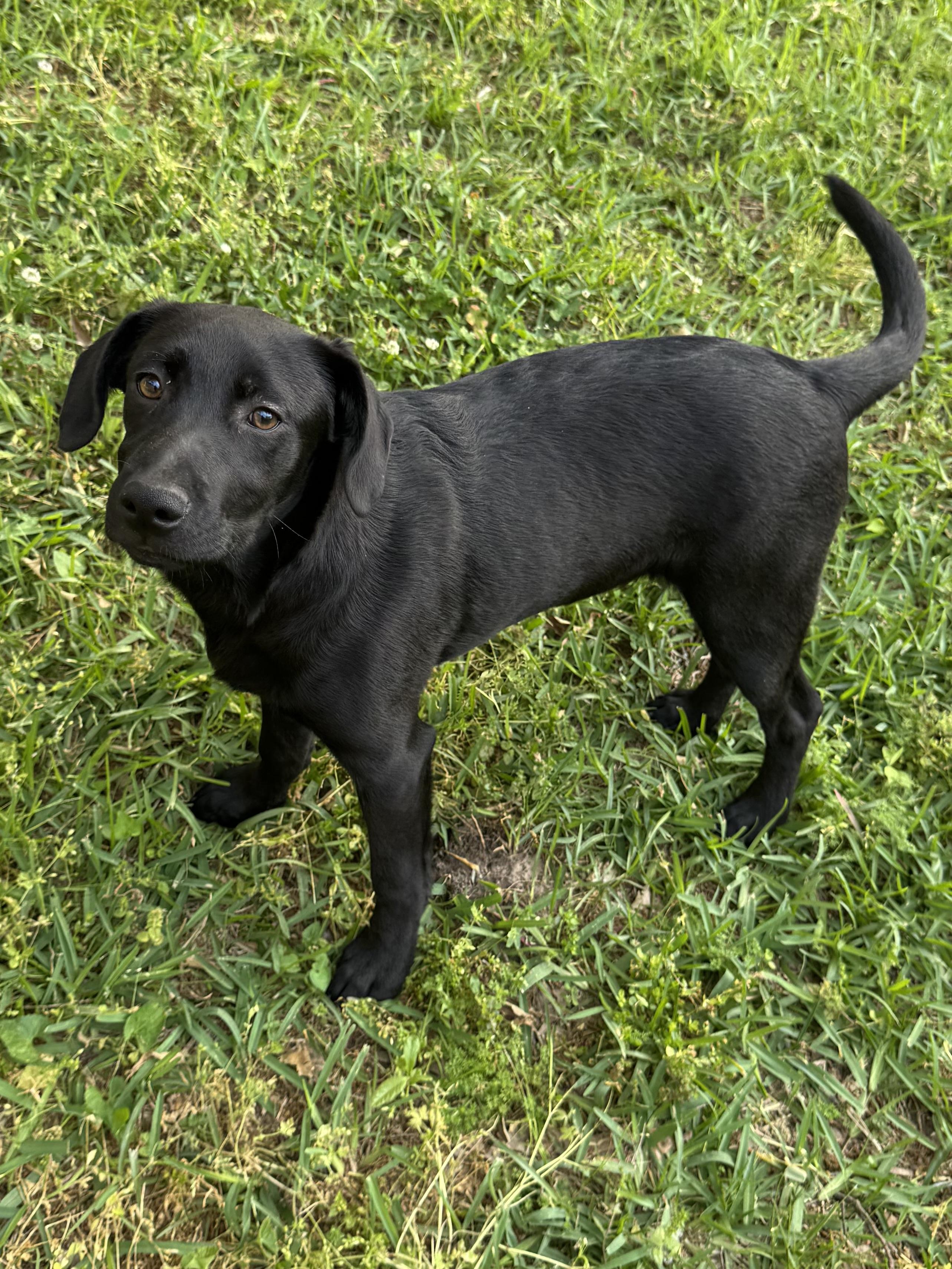 Enlarge Archie, an adopted mixed breed in Warwick, RI image 5/5